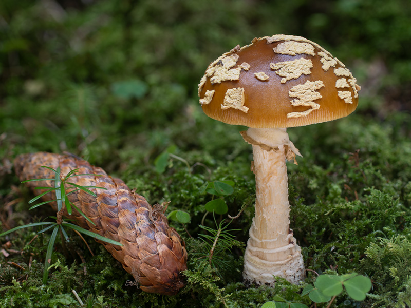 Amanita muscaria var. regalis Amanita muscaria var. regalis